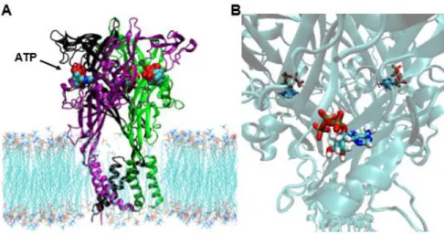 Figure 13. P2X4 receptor embedded in POPC bilayer and Molecular Docking of ATP molecules