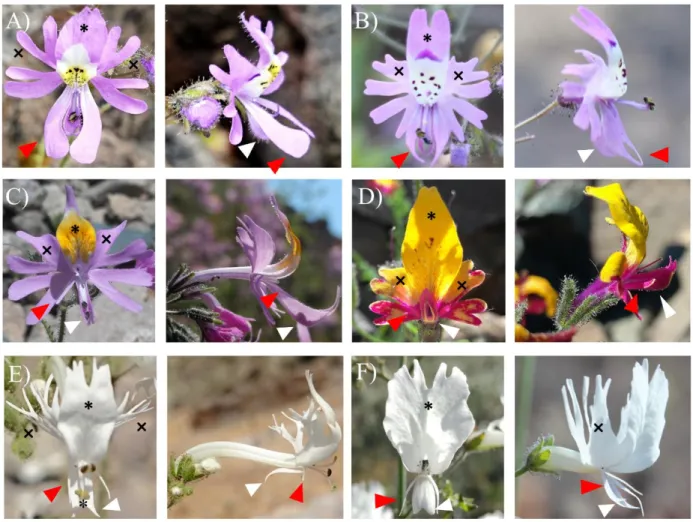 Figure 1: Morphological diversity in the genus Schizanthus. Front and side views showing the  upper lip at the top (asterisk: banner, cross: lateral sections) and the lower lip structures at the  bottom (red arrows: wings, white arrows: the keel)