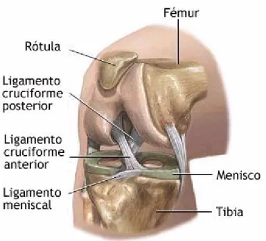 Figura 2.1  Anatomía de la rodilla.  