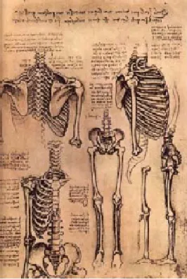 Figura 1.1. Estudio del esqueleto humano. Leonardo da Vinci (1452-1519). 