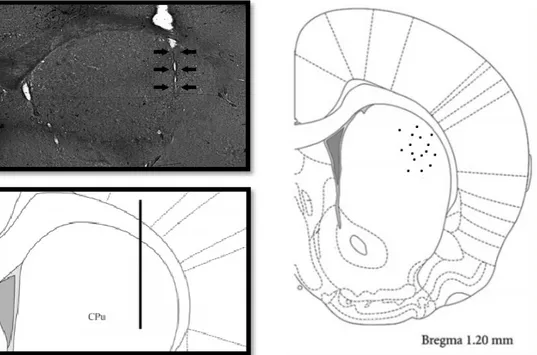 Figura  4.  Postura  de  sonda  de  corte  coronal  cerebral.  La  sonda  de  microdiálisis  fue  insertada  en  el  DLS  utilizando  las  siguientes  coordenadas; 