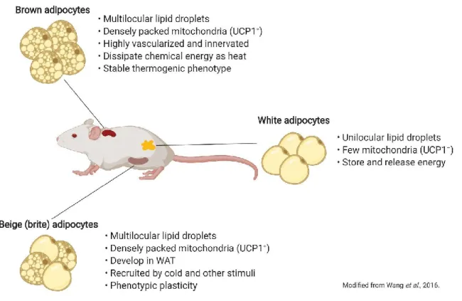 FIGURE  2:  Brown,  white  and  brite/beige  adipocytes.  There  are  three  types  of  adipocyte: 