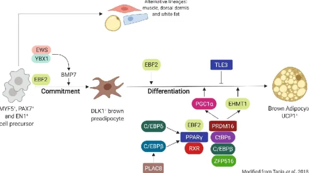 FIGURE 4: Transcriptional regulation of brown adipogenesis. Classical brown adipocytes  reside  in  the  interscapular  adipose  tissue  of  rodents  and  newborn  humans