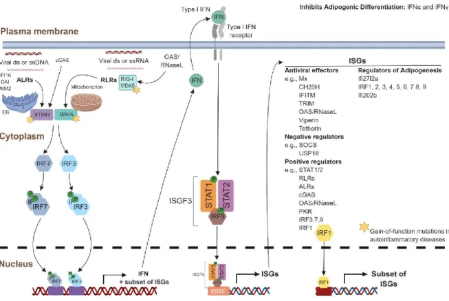 FIGURE 5: Activation of ISGs. Absent in melanoma 2 (AIM2)-like receptors (ALRs), such  as  interferon  gamma  inducible  protein  16  (IFI16),  DNA-dependent  activator  of  interferon  regulatory  factors  (IRFs)  (DAI),  or  AIM2,  specialize  in  DNA  d