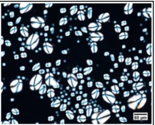 Figure 3.  Photomicrograph of potato starch granules under polarized light, adapted from Zhao, Andersson, &amp; Andersson (2018).
