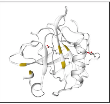 Figure   10.  Globular   structure   of   a   monomer   of   β-lg,  from   the   SWISS-MODEL repository (Bienert et al., 2017)