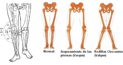 Figura 2.3. Valgus y Vargus  fisiológico de la rodilla. 