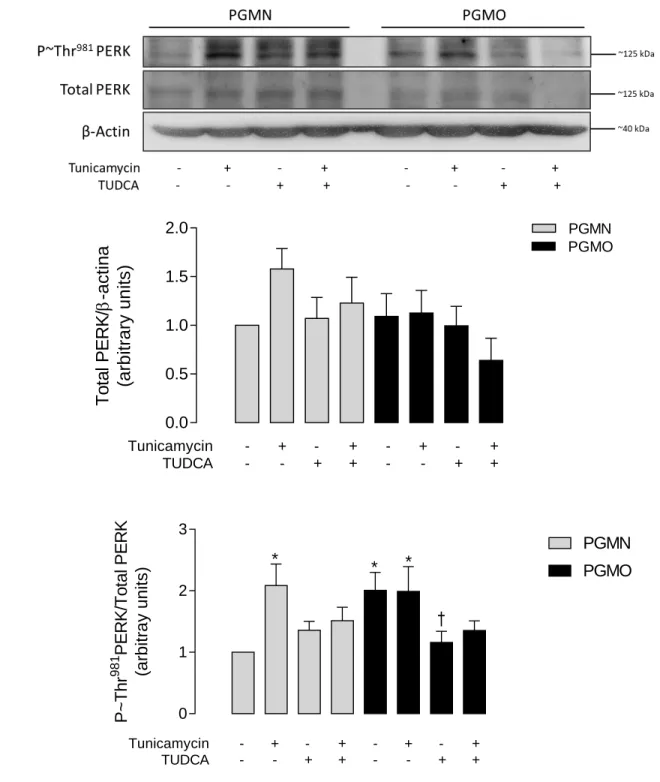 Figure  25.  Modulation  of  PERK  phosphorylation  by  tunicamycin  and  TUDCA.  A,  Western blot for total PERK and phosphorylated PERK, and β-actin  protein abundance in  HUVECs  from  pregnancies  where  the  mother  showed  pre-gestational  maternal  