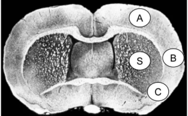 Fig. 6 – Schematic brain diagram showing locations of regions for GFAP and Nissl positive cell counts in the cortex (A, B and C) and striatum (S).
