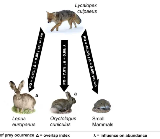 Figure  5.  Summary  of  fox  (L.  culpaeus)  interactions  with  native  and  introduced  mammal  preys occurring inside the study area