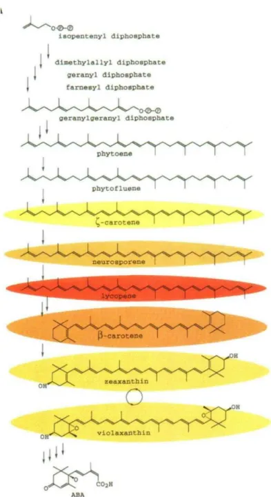Figure  2.  Structure  of  the  most  important  molecules  synthesized  along  the  whole  carotenoids route