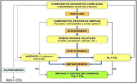 Figura 1.2 Fases de la fermentación  anaerobia  y poblaciones  de microorganismos:  2 ETAPAS  DE LA DIGESTIÓN ANAERÓBICA