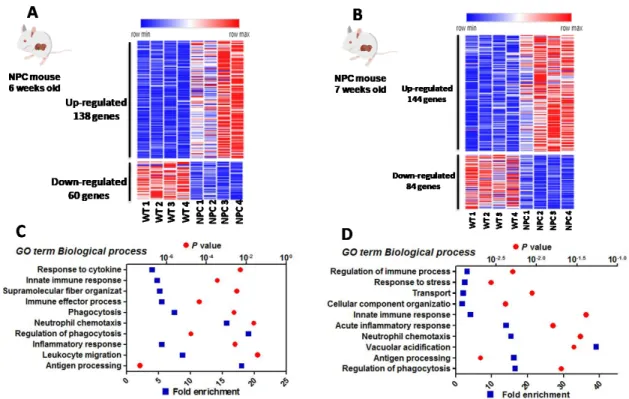 Figura 4: Cambios globales en la expresión de genes en hígados de ratones NPC en comparación  con los silvestres (WT) a las 6 y 7 semanas de edad