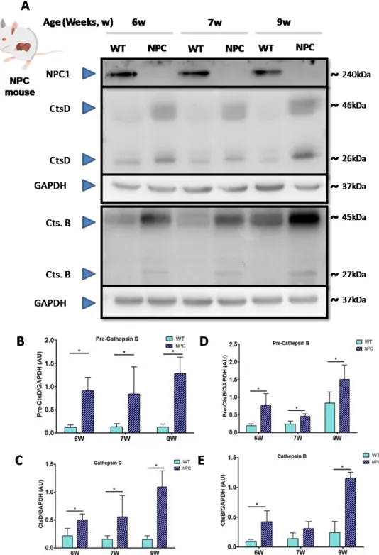 Figura 8: Aumento en los niveles proteicos de catepsinas B y D en hígados de ratones NPC