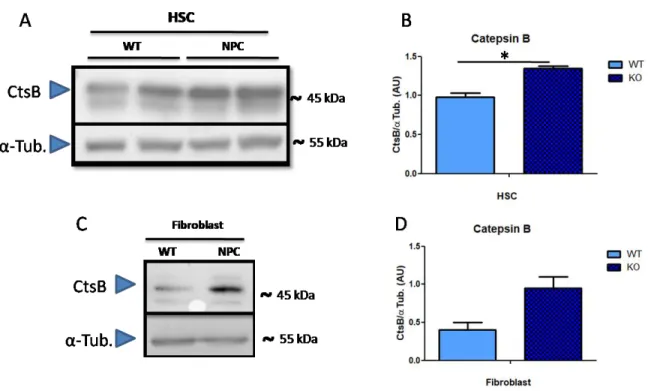 Figura 11: Aumento en los niveles proteicos de catepsina B en modelos genéticos in vitro NPC
