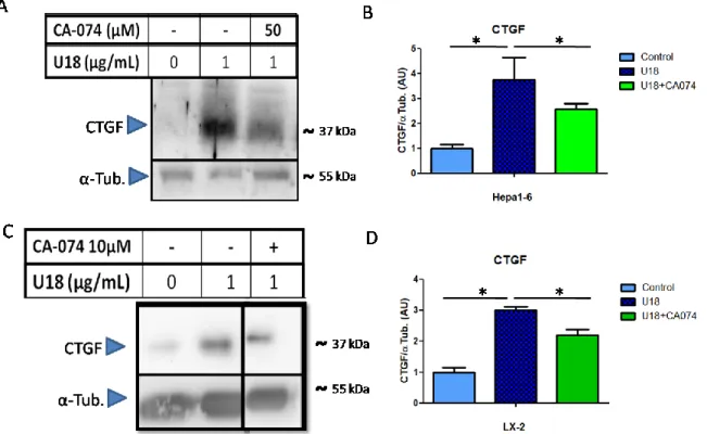 Figura 12: La inhibición de la actividad de catepsina B disminuye el factor pro-fibrótico CTGF en  un modelo celular hepático farmacológico NPC