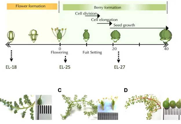 FIGURE 7. Phenological stages of Vitis vinifera used for this study 