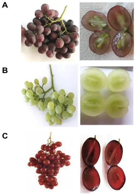FIGURE 9. Characteristics of table grape varieties using in this study. 