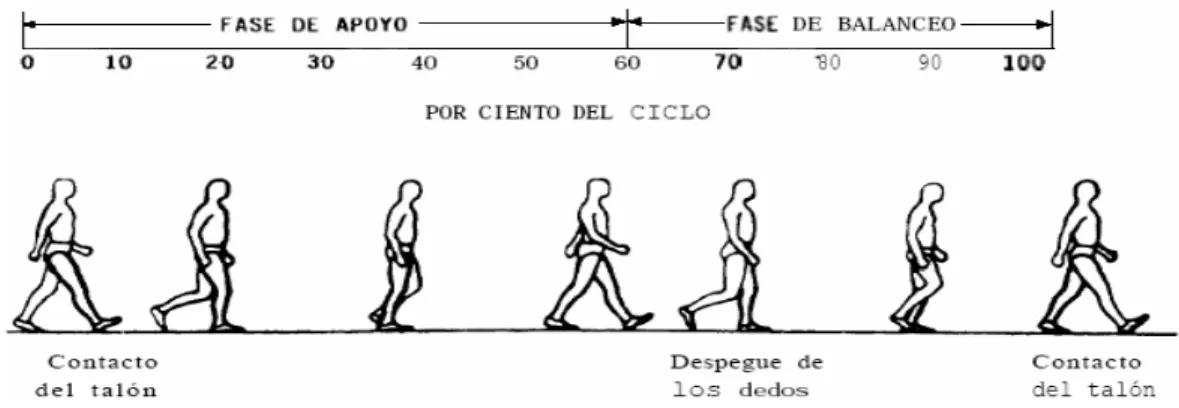Figura 2.8. Diferentes etapas de la marcha. 