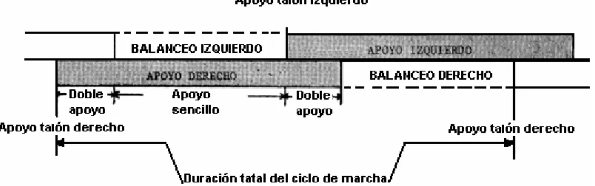 Figura 2.9. Períodos del ciclo de marcha. 