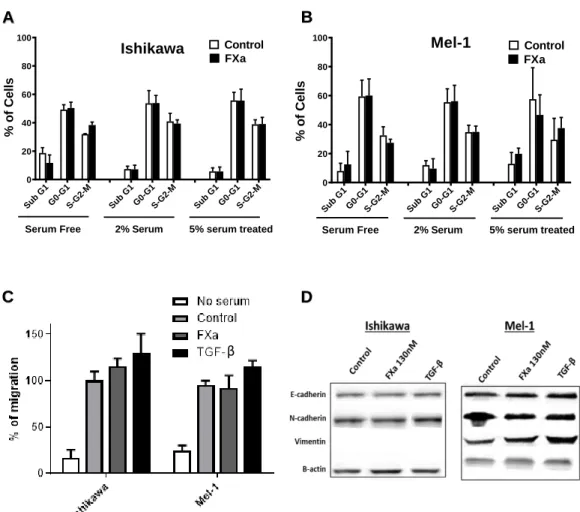 Figure 4. FXa did not change cell cycle, migration or Epithelial Mesenchymal Transition  (EMT) markers in Ishikawa and Mel-1 cells