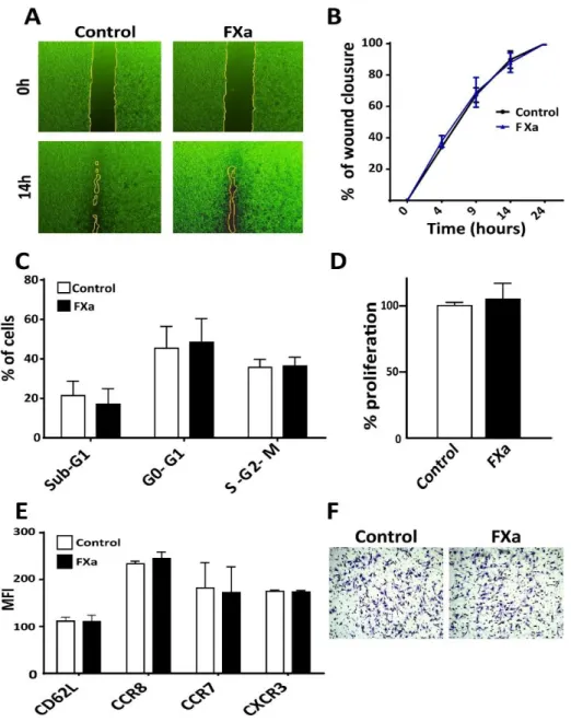 Figure 5. FXa does not alter cancer cell biology in vitro. (A) A scratch was generated upon a  confluent B16F10 cell monolayer