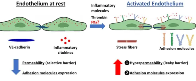Figure  6.  Endothelial  activation:  A  link  between  coagulation  and  the  inflammatory  pathway
