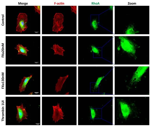 Figure 10. FXa-treatment promotes active RhoA localization at the edge of cells. HUVECs  were treated for 5 min with FXa, fixed and prepared for the analysis of RhoA-GTP (active form)  using the Far-IFI technique as described in methods