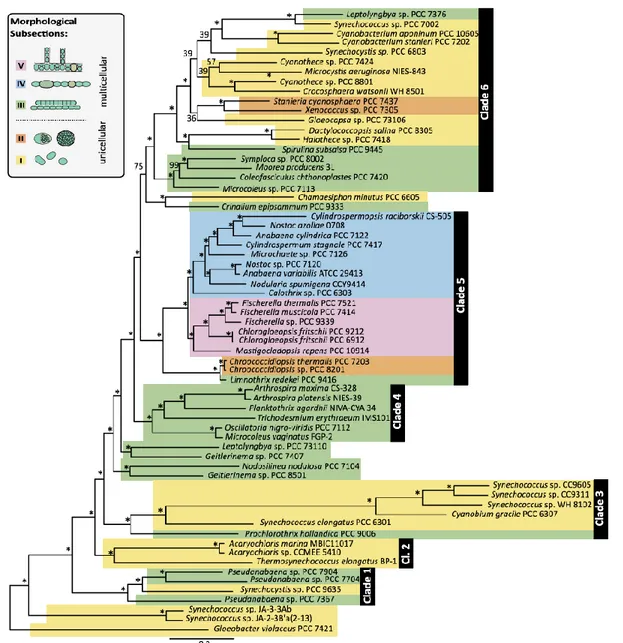 Figure 1. Phylogenomic maximum likelihood tree of 65 cyanobacterial taxa  based on  a supermatrix comprised of 756 concatenated protein sequences (197.761 amino acid  sites)