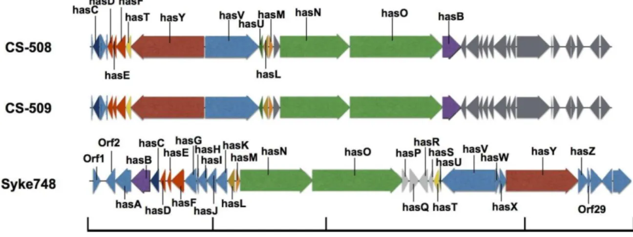 Figure  7.  Schematic  representation  of  hassallidin  (has)  gene  clusters  of C. 
