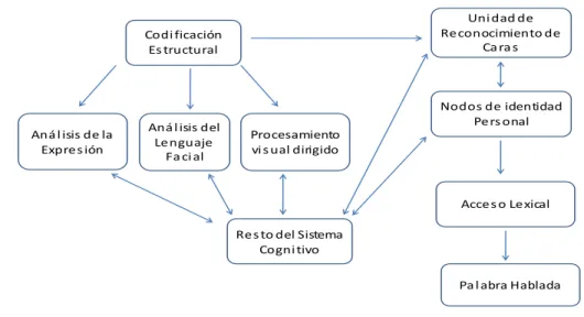Figura 2. Modelo de Bruce y Young (1986). 