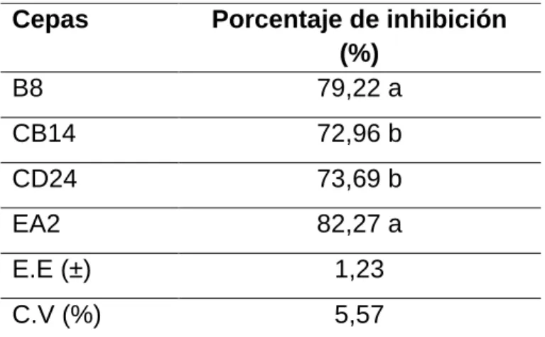 Tabla 3. Porcentaje de inhibición de cepas de actinomicetos sobre el crecimiento  micelial de R