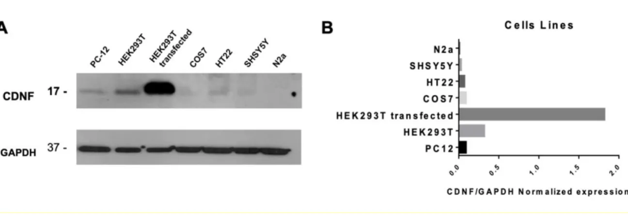 Figure 1. CDNF is expressed in different cell lines. A) Whole-cell extracts of rat PC-12,  human  HEK293-T,  human  SHSY5Y,  monkey  COS7,  mouse  HT22,  and  N2a  were  fractionated on SDS-PAGE and analyzed by Western blot assay to detect the CDNF peptide