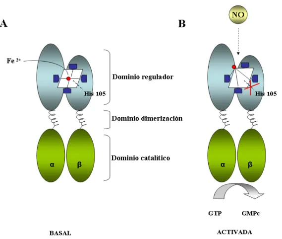 Figura 3. Esquema de la estructura de GCs (A) y su activación (B). 