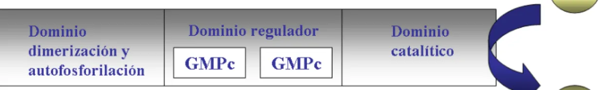 Figura 5. Esquema de la estructura de PKG. 