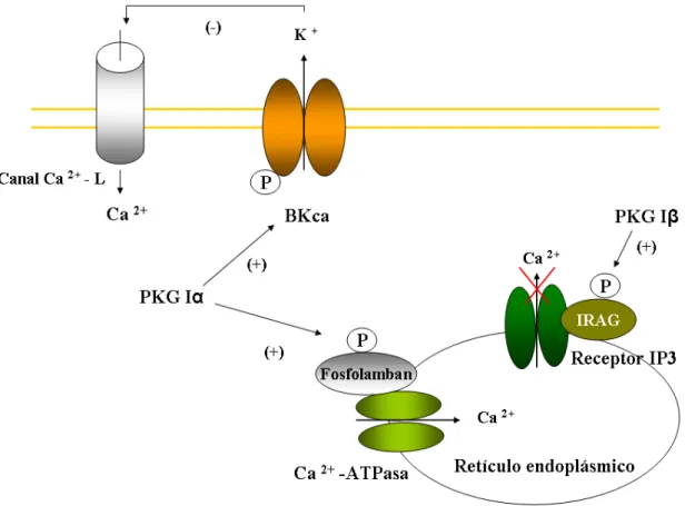 Figura 6. Mecanismos de relajación dependientes de PKG y Ca  2+ . Esquema adaptado de  Lincoln  y col., 2001