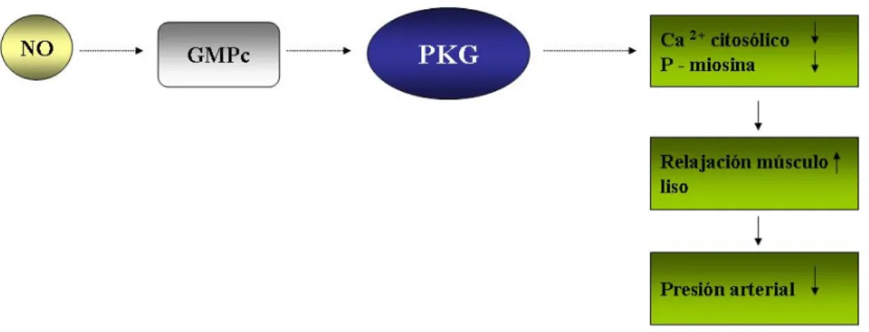 Figura 7. Esquema de la vía de señalización de PKG en la pared vascular. 