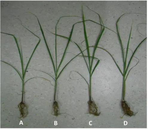Figura  6.  Plantas  in  vitro  de  caña  de  azúcar  (Saccharum  spp)  cv.  C90-469  en  condiciones  de  aclimatización  ex  vitro  a  los  60  días  después  del  trasplante