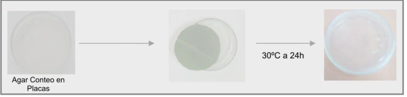 Figura 1. Esquema empleado para el aislamiento de bacterias de la filosfera de plantas de Musa sp