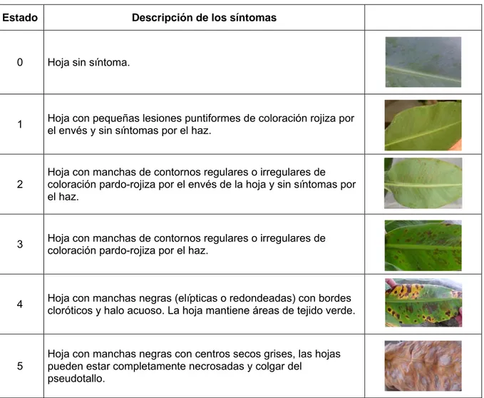 Tabla 1. Descripción de los estados de desarrollo de los síntomas en plantas de Musa  spp