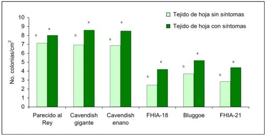 Figura 4. Comparación entre cultivares del número de colonias de bacterias epifíticas aisladas de  hojas de plantas Musa spp