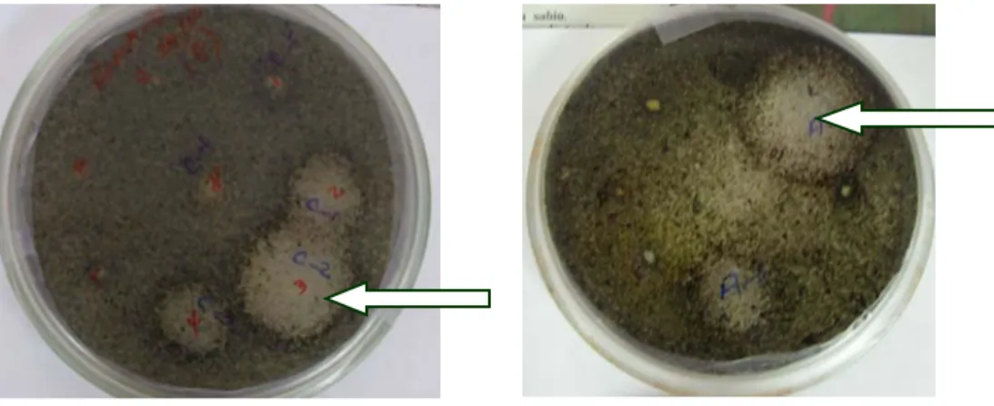 Figura 5.  Halos de inhibición del crecimiento de M. fijiensis a las 72 horas de incubación  ocasionados por cepas bacterianas aisladas de la filosfera de Musa spp