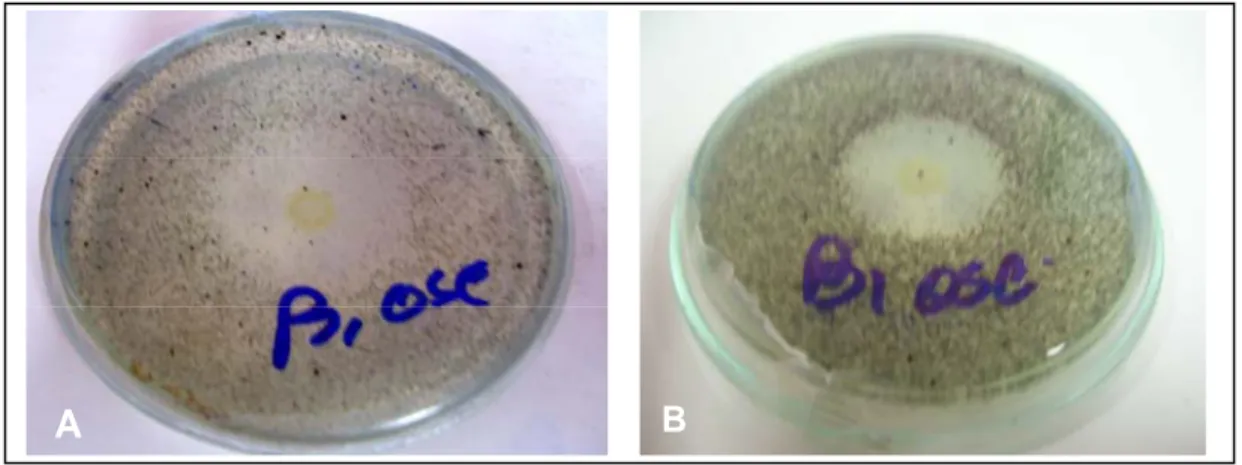 Figura 7. Halo de inhibición del crecimiento de M. fijiensis a diferentes tiempos de incubación a  partir de la inoculación con la cepa bacteriana CCIBP-B.1 A) 24 h B) 48 h