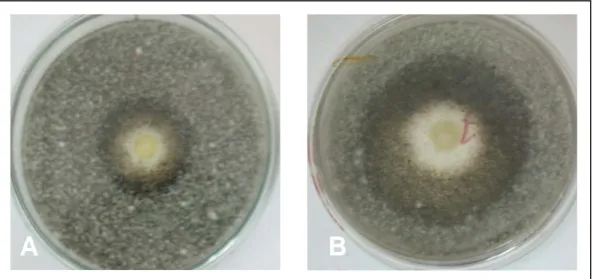 Figura 8. Halo doble de inhibición del crecimiento de M. fijiensis  observado a las 96 h después de  la inoculación con dos cepas bacteriana
