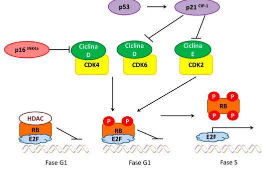 Figura 3. Esquema de regulación  de  la proteína  RB  y la  progresión de ciclo  celular