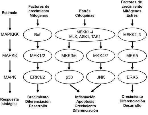 Figura  4.    Rutas  de  activación  de  las  MAPK  (Adaptado  de  Maki  Urushihara,  Glomerulopathies - Etiology and Pathogenesis, Capítulo 11) 
