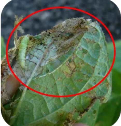 Figura 2. Hedylepta indicata L.  