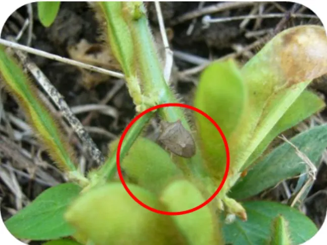 Figura 3. Euschistus bifibulus L 