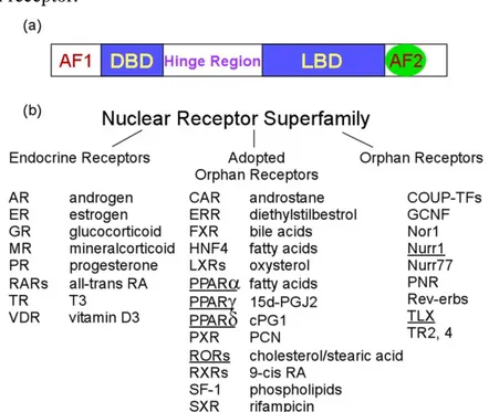 Figura  1.  Estructura  común  de  los  receptores  nucleares  y  listado  de  los  receptores  y  sus  ligandos si se conocen