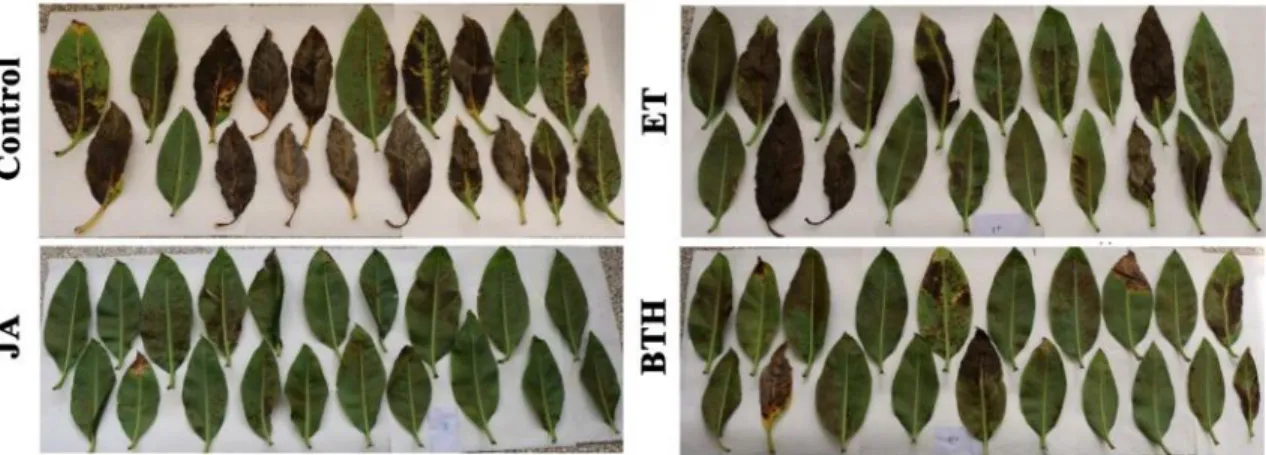 Figura 5. Síntomas de plantas de ‘Grande naine’ inoculadas con una suspensión micelial de Pseudocercospora fijiensis (CCIBP-Pf-83),  previamente  asperjadas  con  JA  (100  µM), ET (500 µM), BTH (100 µM) y agua destilada (control)